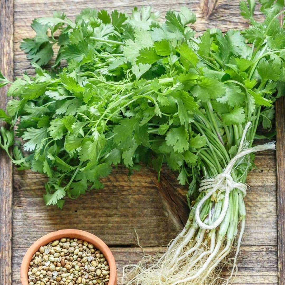 cilantro 2t