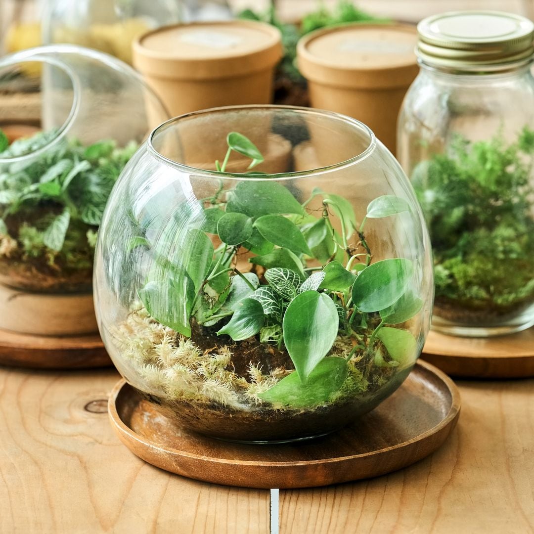 Cómo hacer un terrario para poner un toque verde en casa