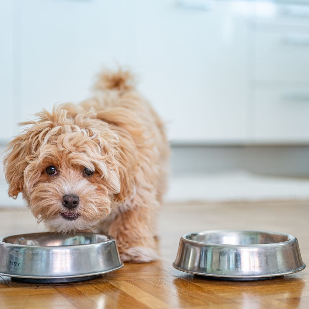 Esta es la altura perfecta de los comederos para perros con la que cuidarás a tu mascota