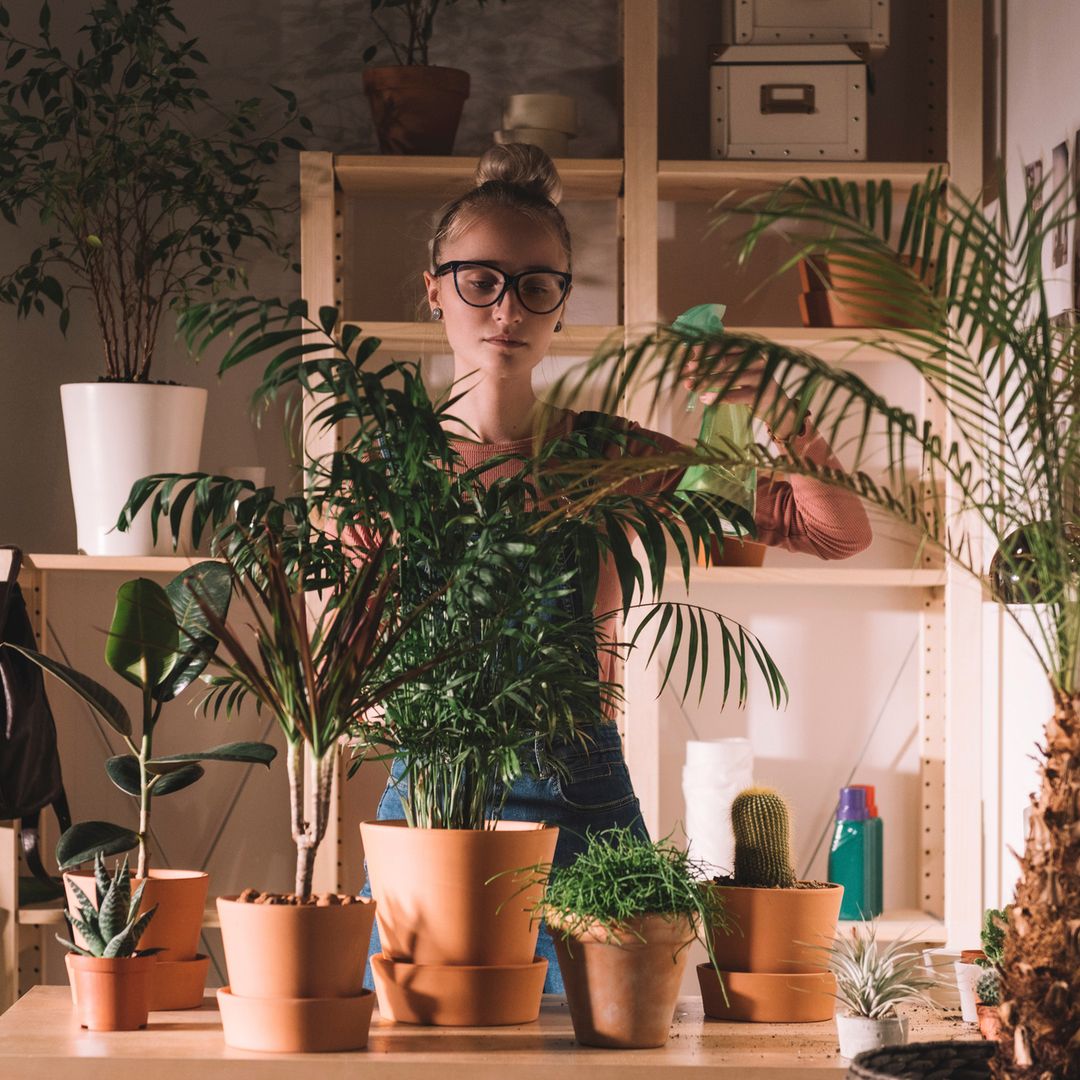 8 plantas de interior que saben cómo sobrevivir en pisos con poca luz