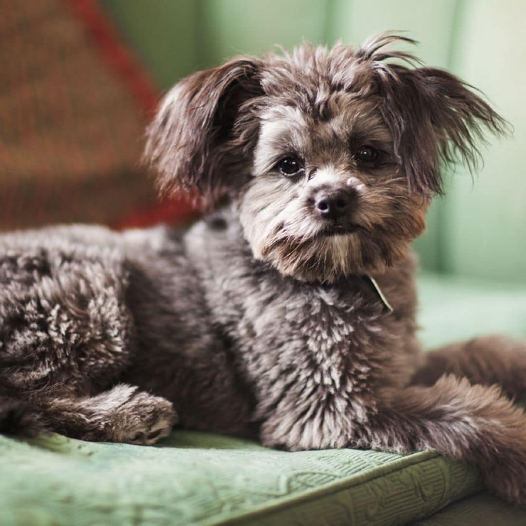 getty yorkiepoo