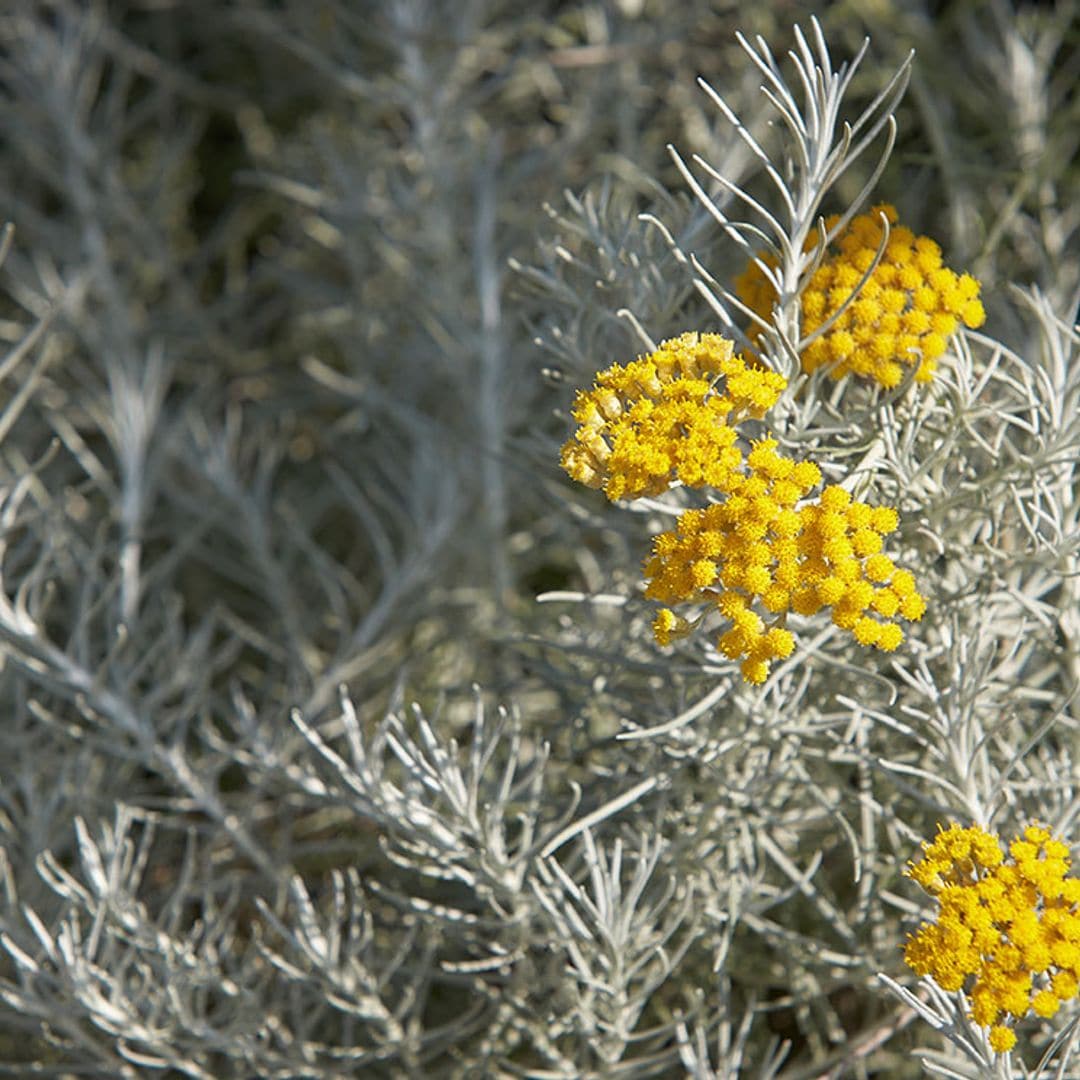 jardin plateado