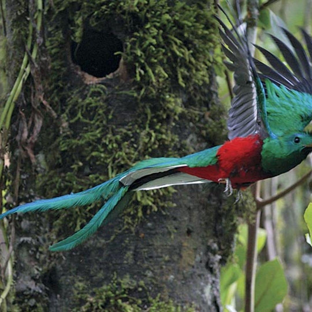 En busca del quetzal por Costa Rica