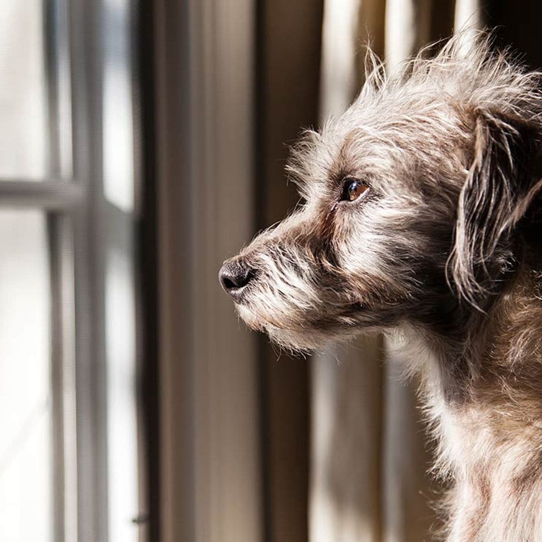 ¿Realmente qué diferencia a un perro de raza de uno mestizo?