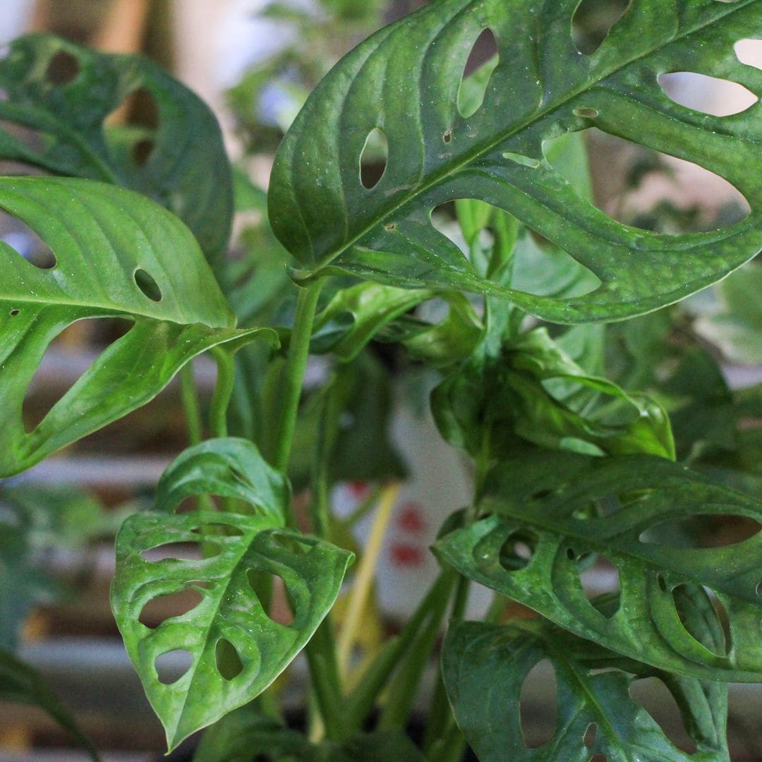 'Monstera adansonii', una guía completa para cuidar esta joya tropical