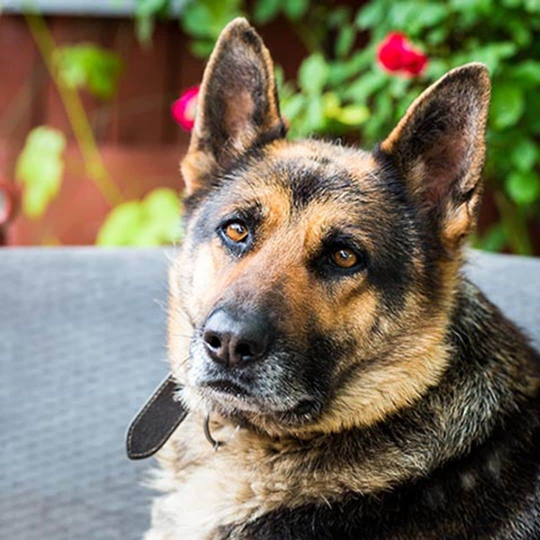 Si vas a adoptar un perro, adopta un jubilado