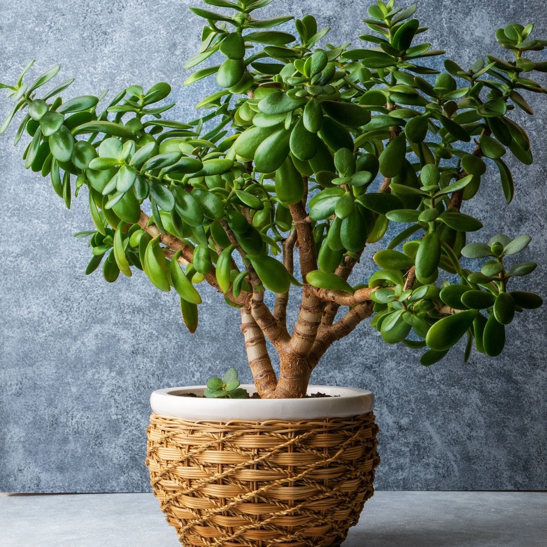 Árbol de Jade en maceta