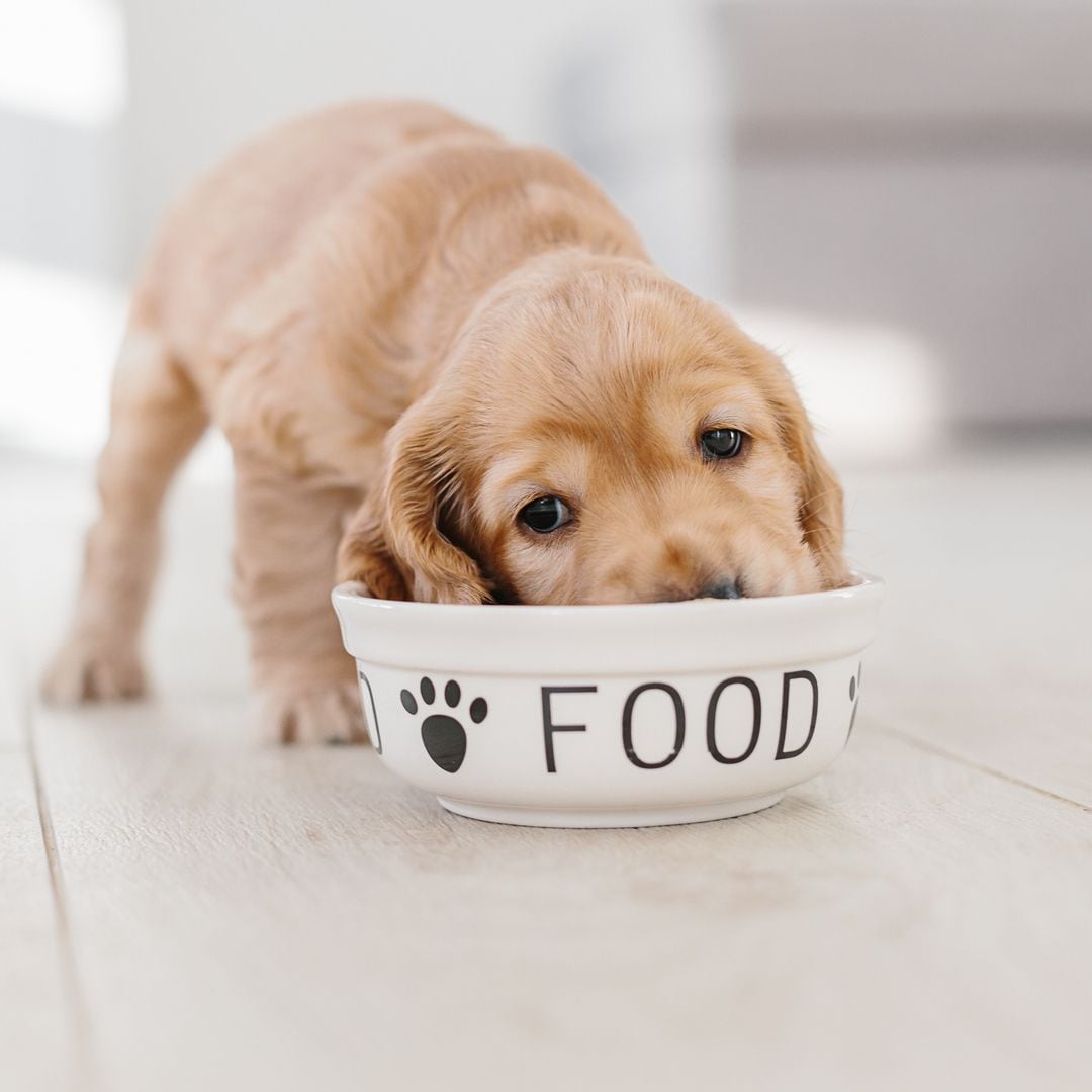 ¿Estás dando a tu perro el alimento más adecuado? Una experta nos da las claves para acertar