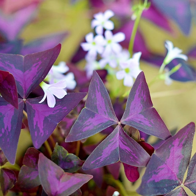 cuidados oxalis