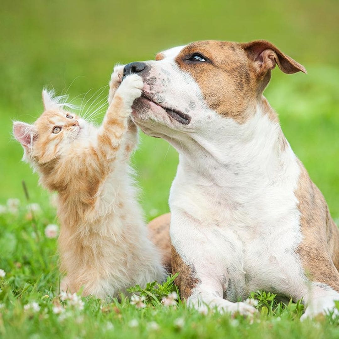 Estas son las razas de perros que se llevan mejor con gatos