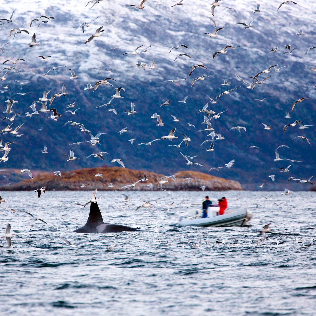 Avistamiento de ballenas en Tromsø, Noruega