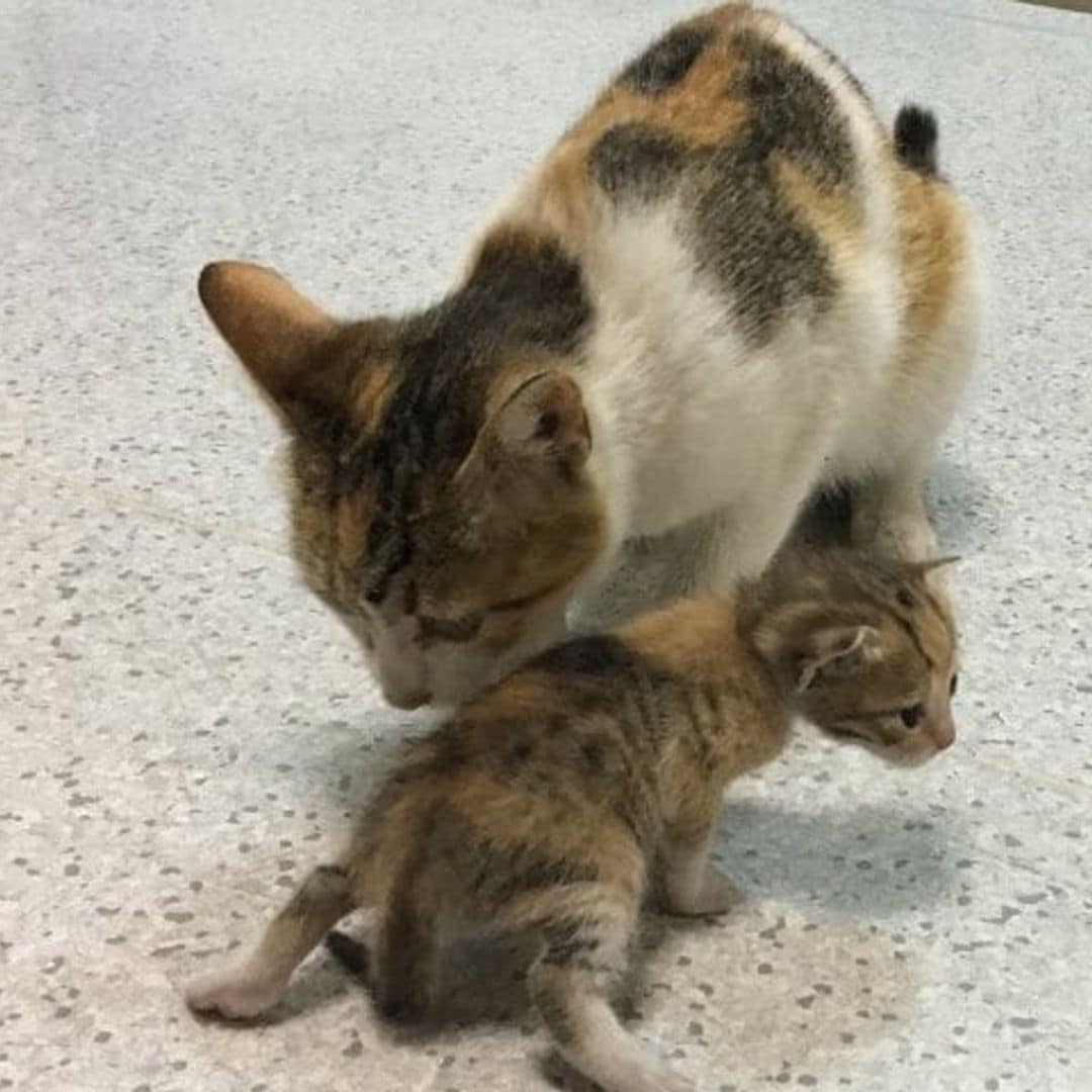 Esta gatita llevó a su cachorro a un hospital humano y espero a que lo atendieran