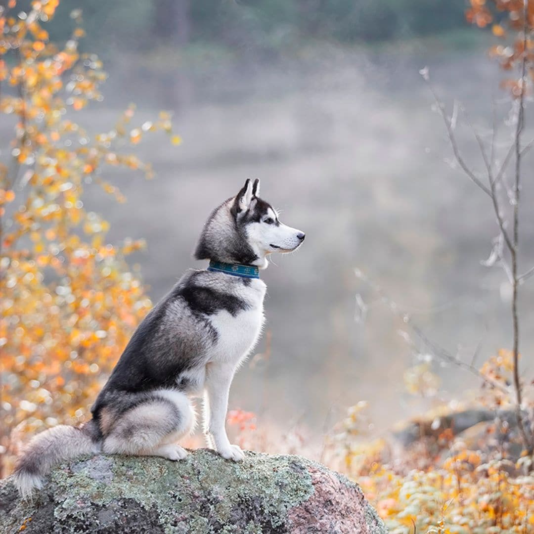 perros lobo