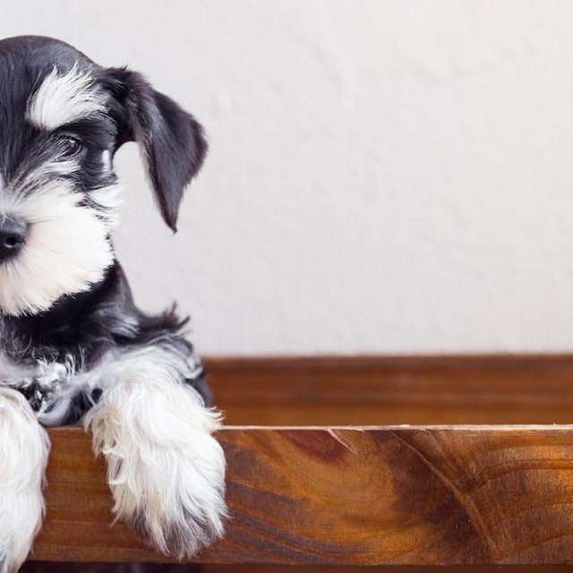 schnauzer cachorro