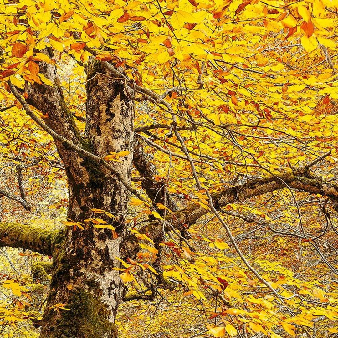 Sierra de Cebollera (La Rioja): bosques dorados