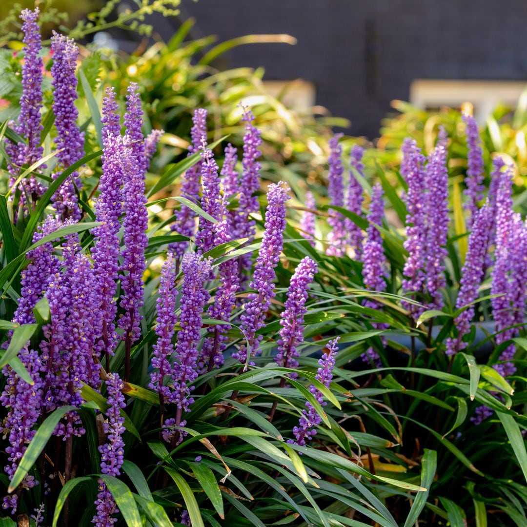 Estos son los cuidados que debes darle al liriope, una planta versátil para tu jardín