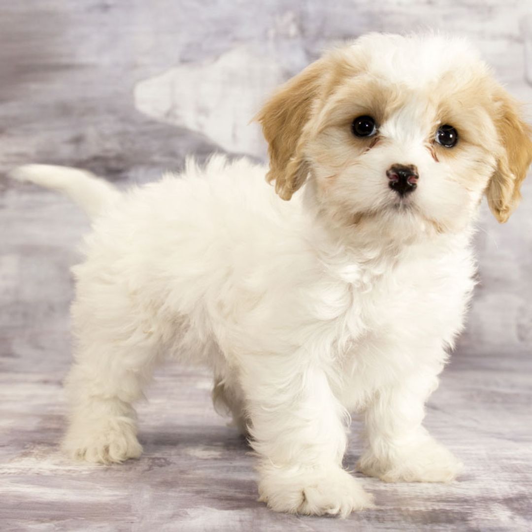 Perro cavachón: otra raza de perro 'de diseño' de pequeño tamaño