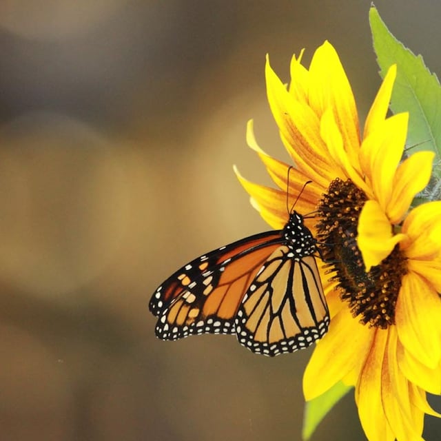 girasoles mariposa