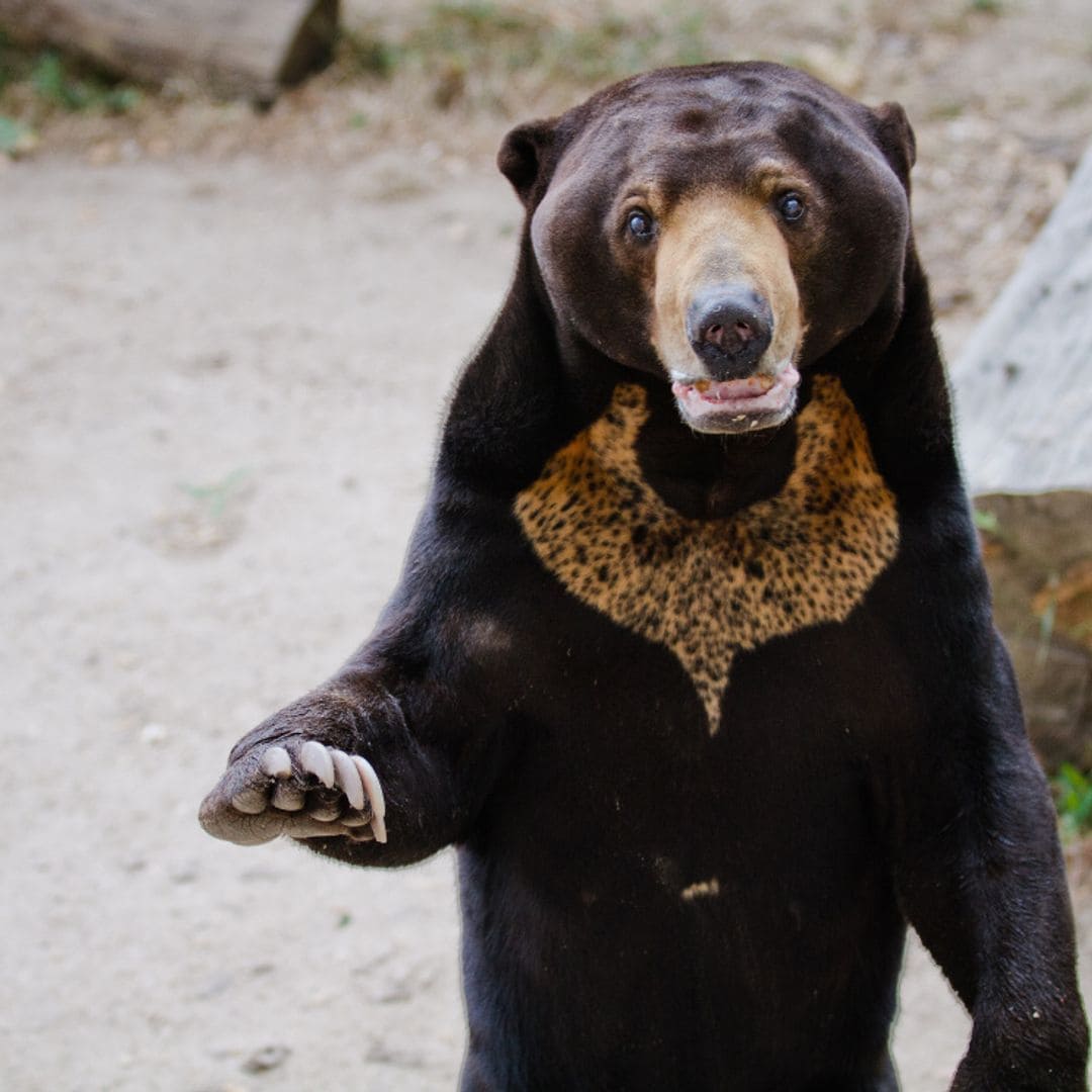 El oso malayo o la serpiente del verano: teorías y realidad