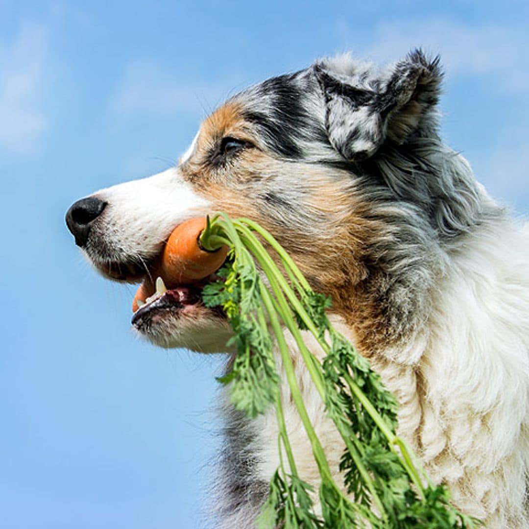 '¿Por qué mi perro siempre tiene hambre?'