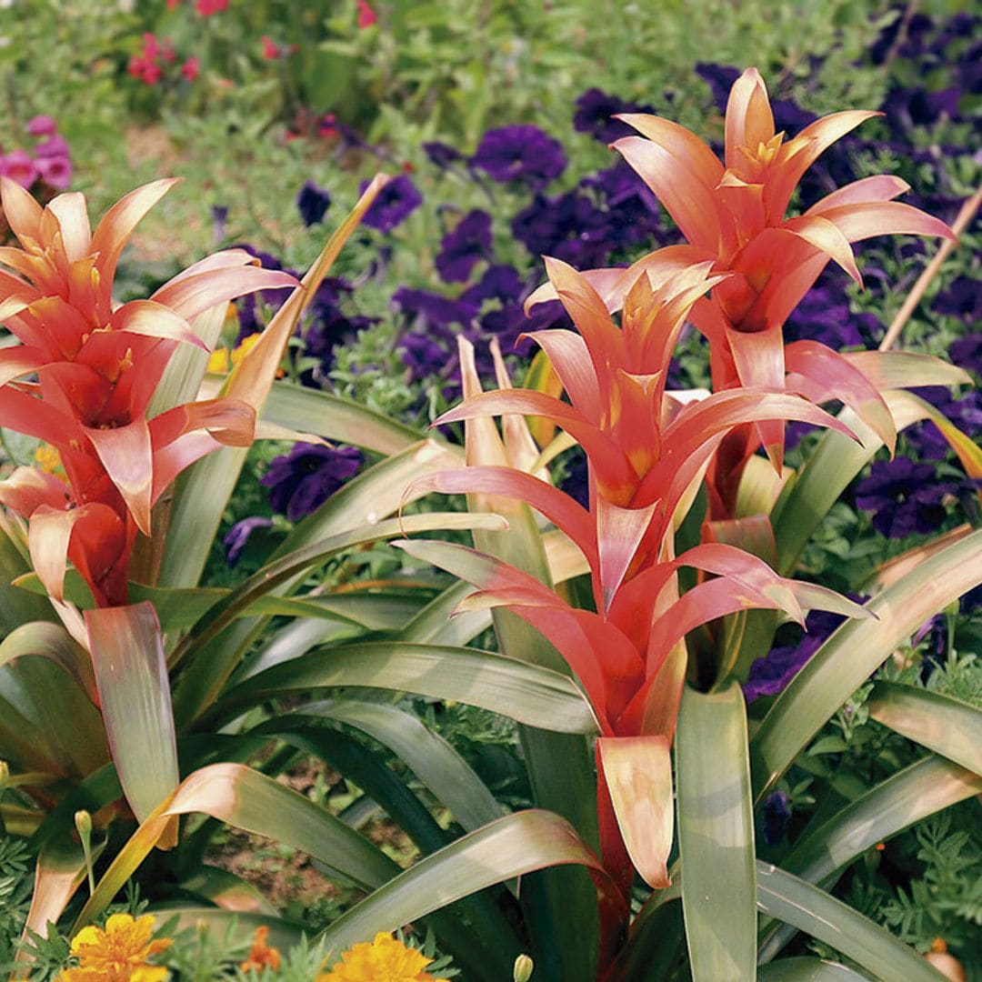 cuidados guzmania 01t