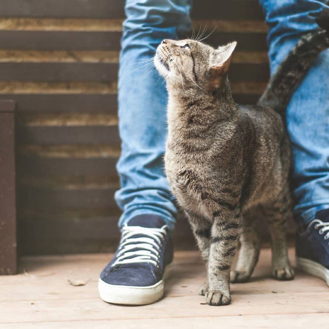 ¿Por qué mi gato me sigue a todas partes?