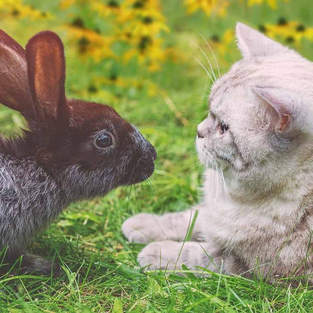 ¿Cuál es la relación de los conejos con otras mascotas?