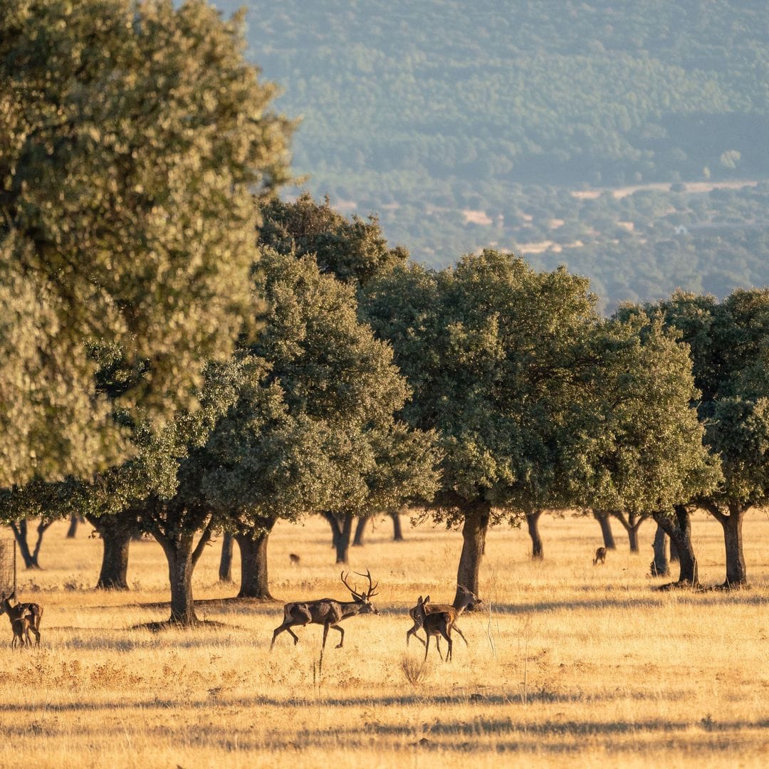 2K8XDY2 A herd of deer on the field of Cabaneros National Park in Montes de Toledo, Spain