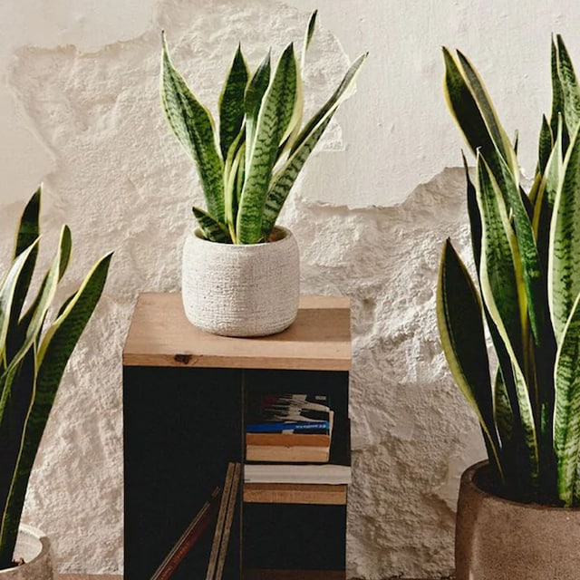 Sansevieria trifasciata cuidados