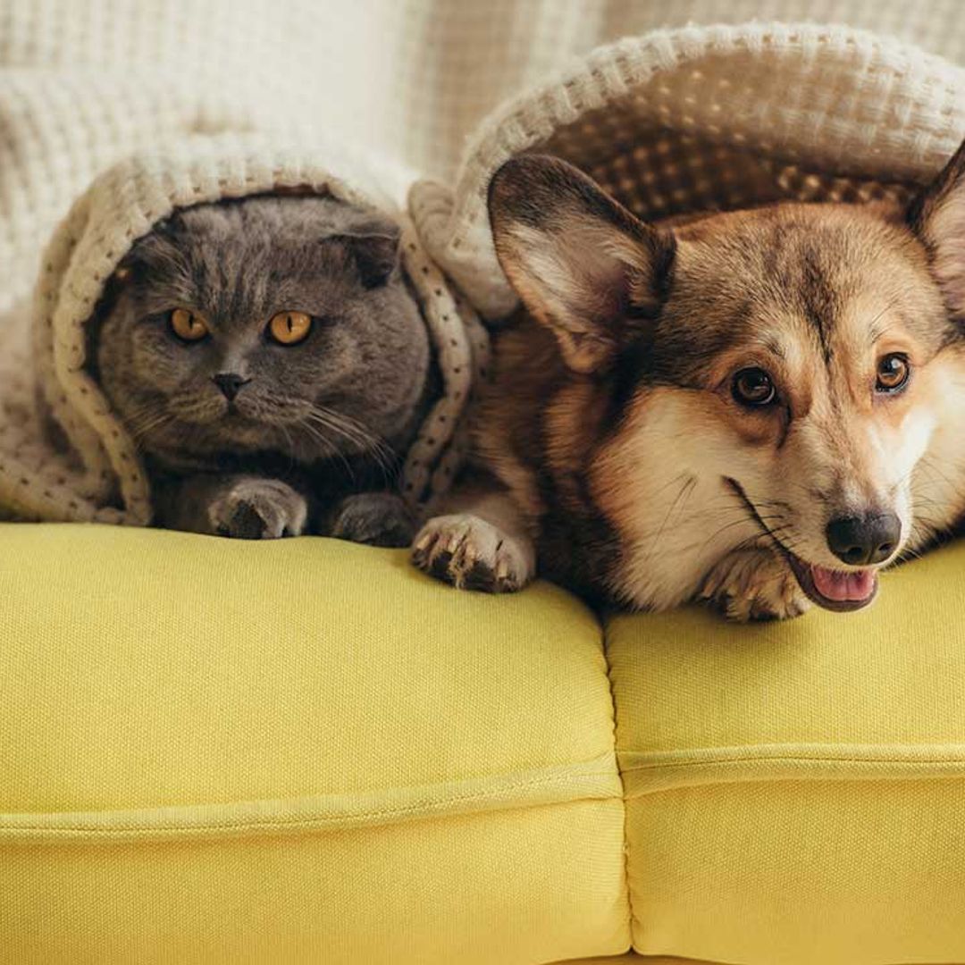 ¿Es verdad que los perros tienen súper apego y los gatos muestran indiferencia?