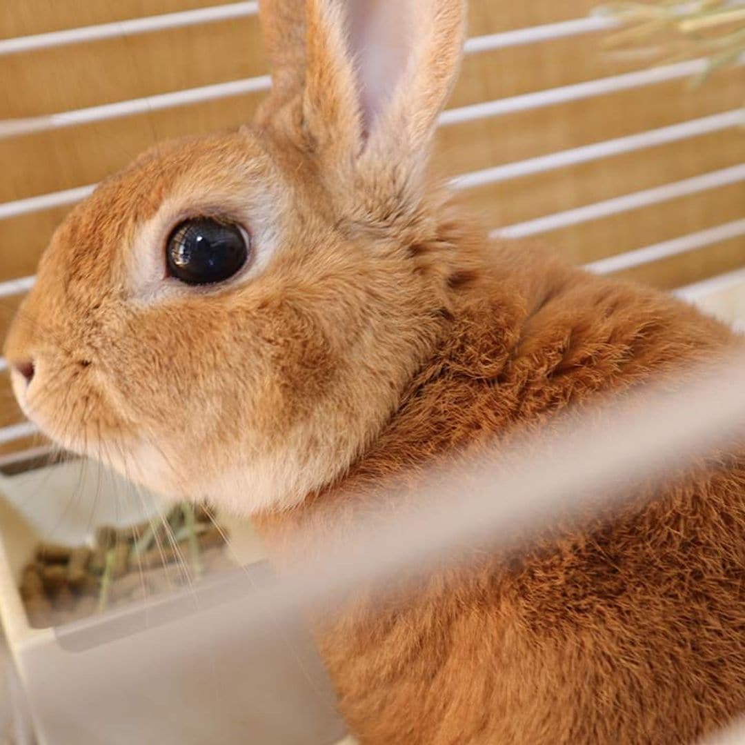 Cómo sacar a un conejo de su jaula, consejos paso a paso