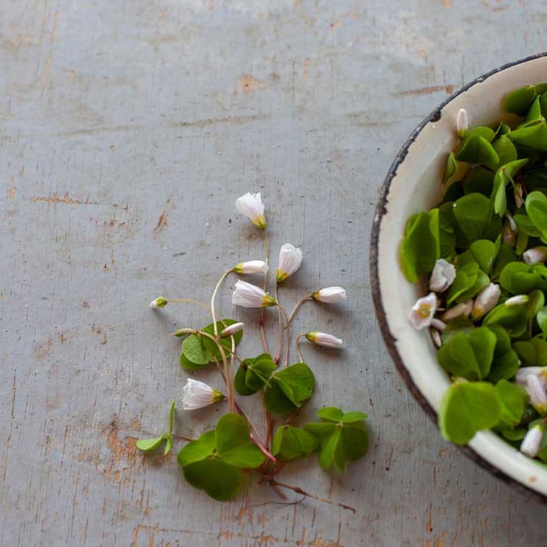 Moringa Oleifeira, ¿qué es y cómo tomarla?