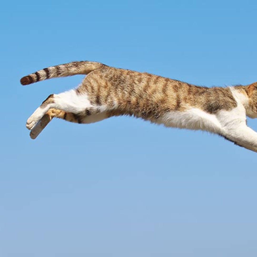 Conoce el síndrome del gato volador