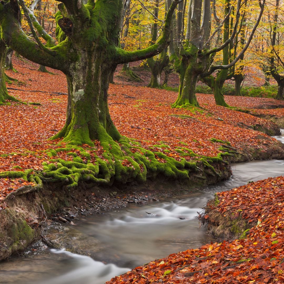 Otoño en el hayedo de Otzarreta, Parque Natural de Gorbea, Vizcaya