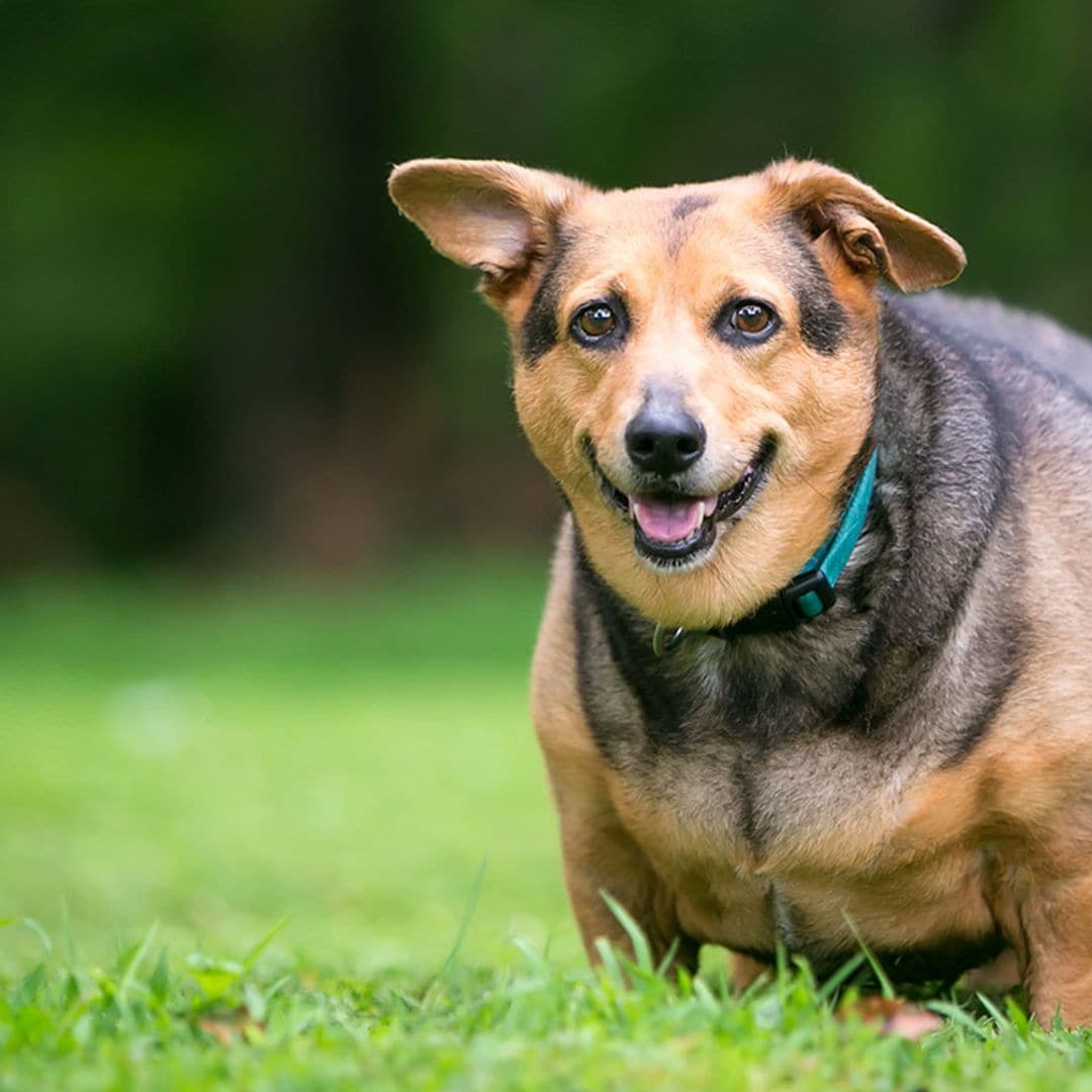 Perros con sobrepeso: enfermedades asociadas y formas de evitarlo