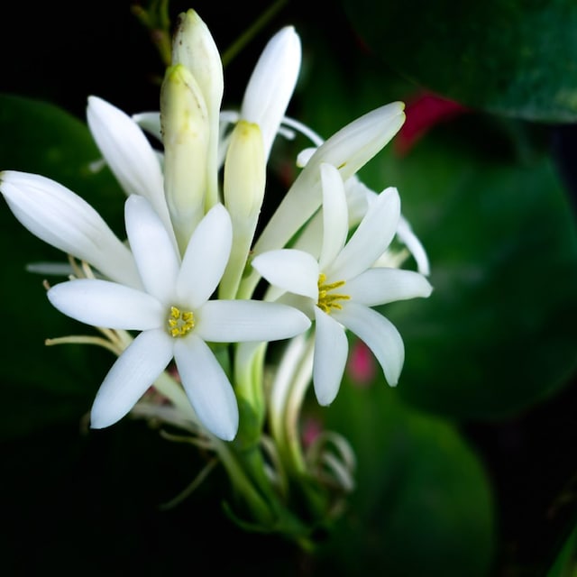 cultivo nardos planta tuberosa hola decoracion