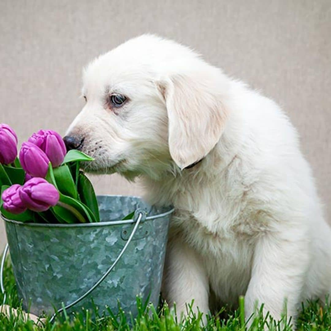 ¡Cuidado con estas plantas! Son muy peligrosas para la salud de tu mascota