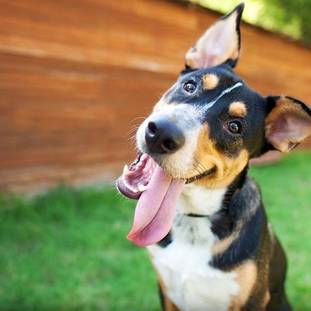 Si vas a dejar a tu perro en una residencia, elige la mejor