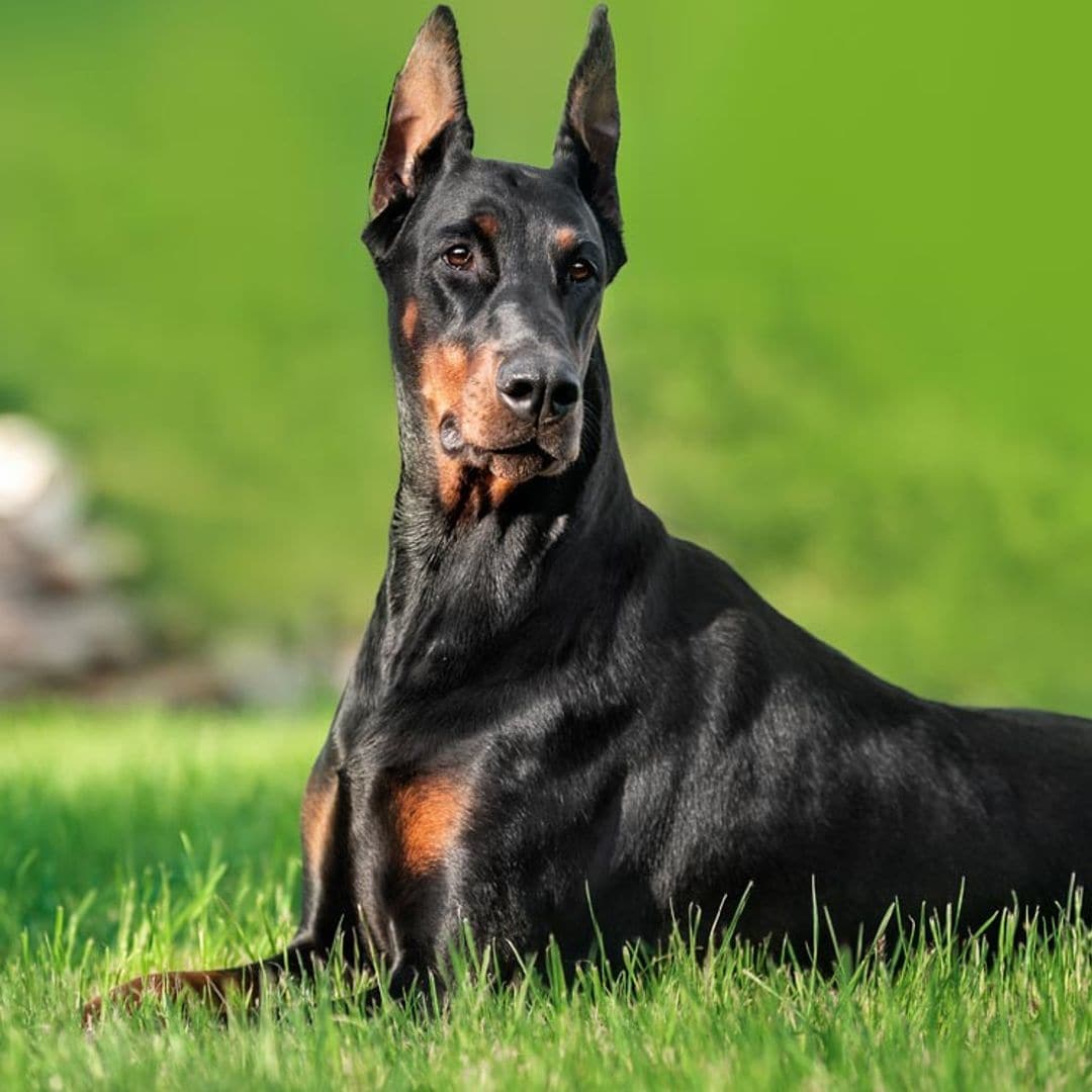 doberman