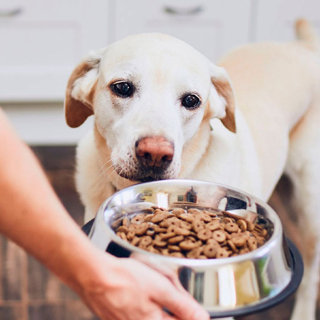 Mejora la salud de tu perro con estos piensos hipoalergénicos