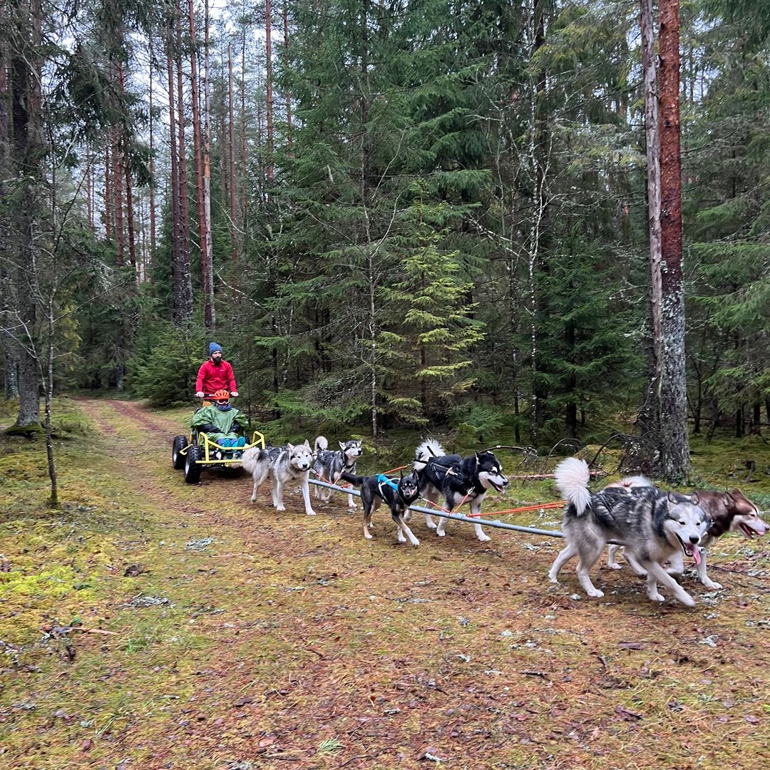 Excursión en trineo de perros por la Reserva Natural de Pöhja-Körvemaa