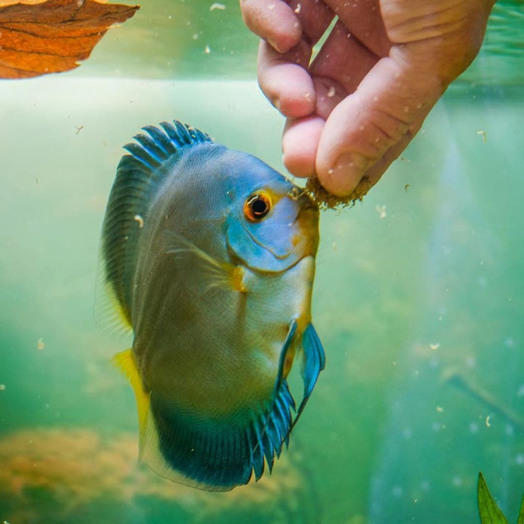 Aprende a alimentar a tus peces de la mejor manera