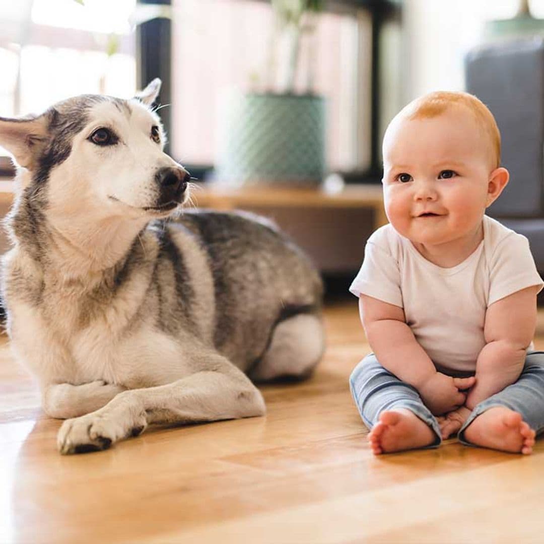 Razas de perros que pueden ser un problema si hay niños en casa