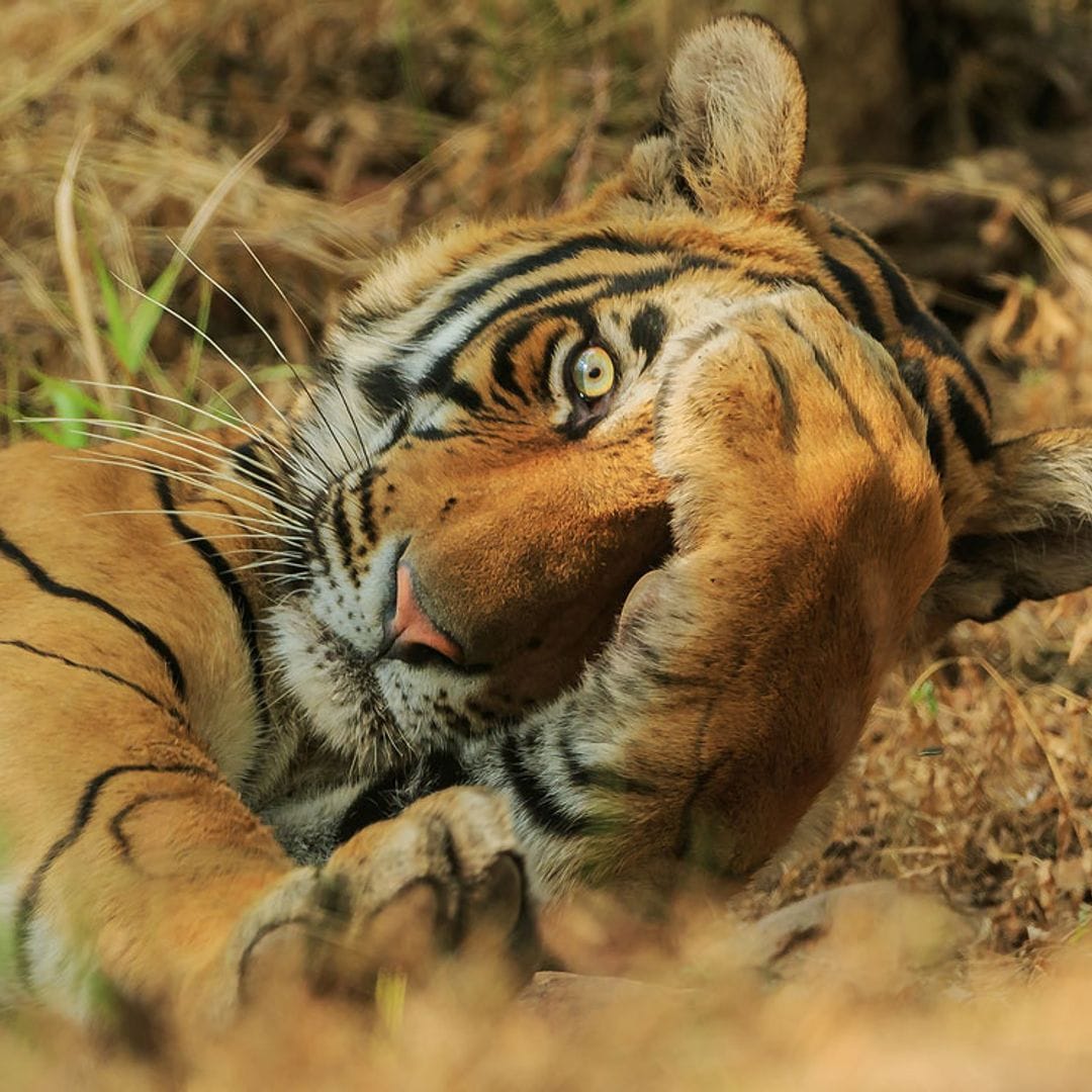 ¡Desternillantes! Estas fotografías de animales te sacarán más de una sonrisa