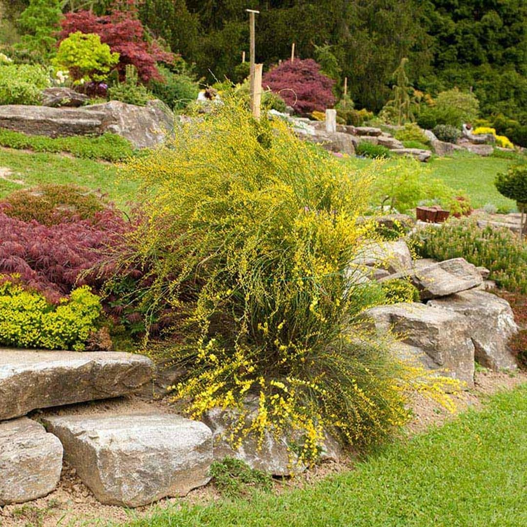 ¿Sabes cómo crear un jardín de rocalla?