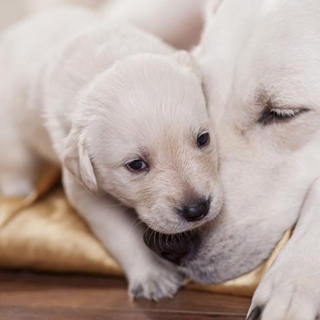 ¿Es necesario que mi perra tenga una camada antes de esterilizarla?