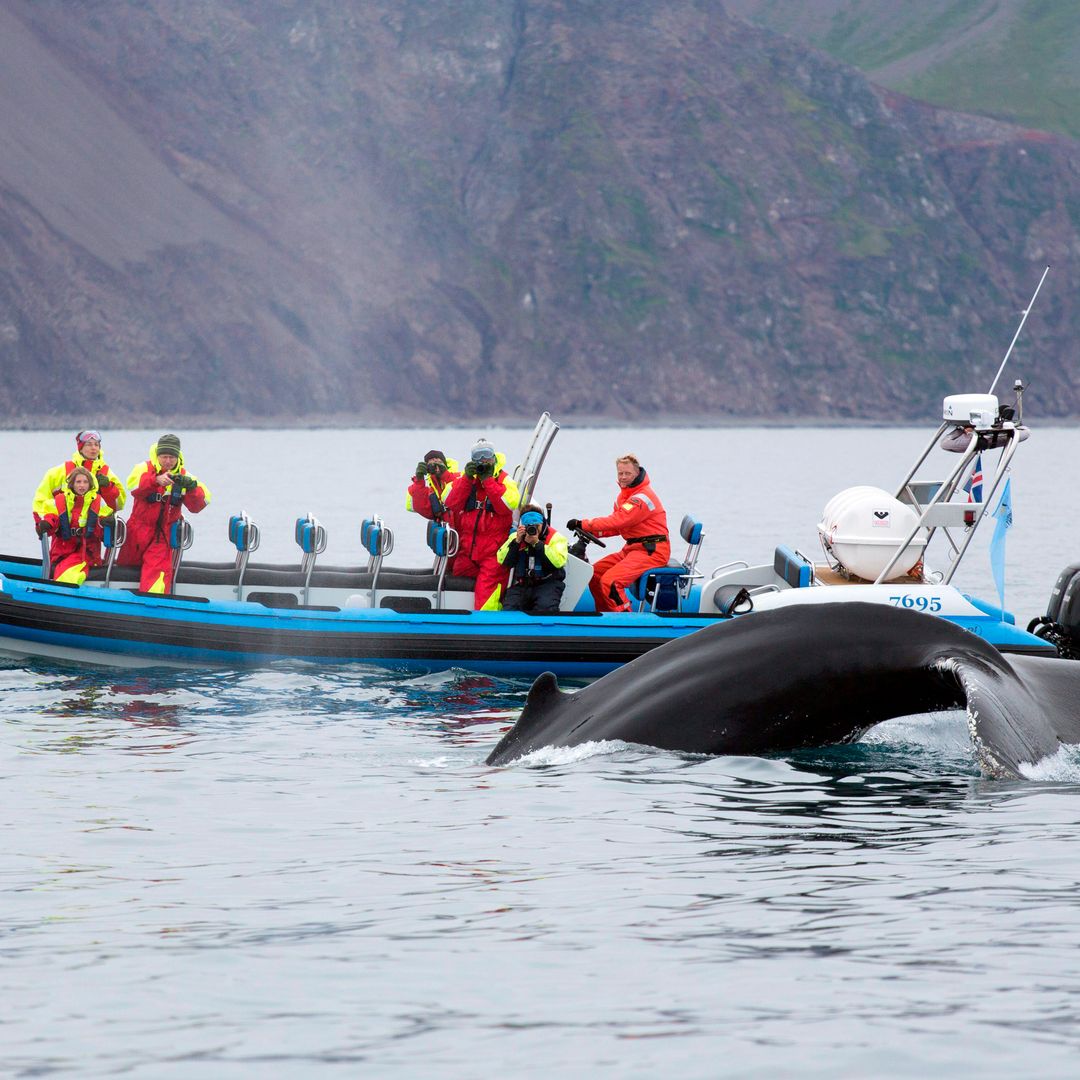 Avistamiento de ballenas en Husavik, Islandia