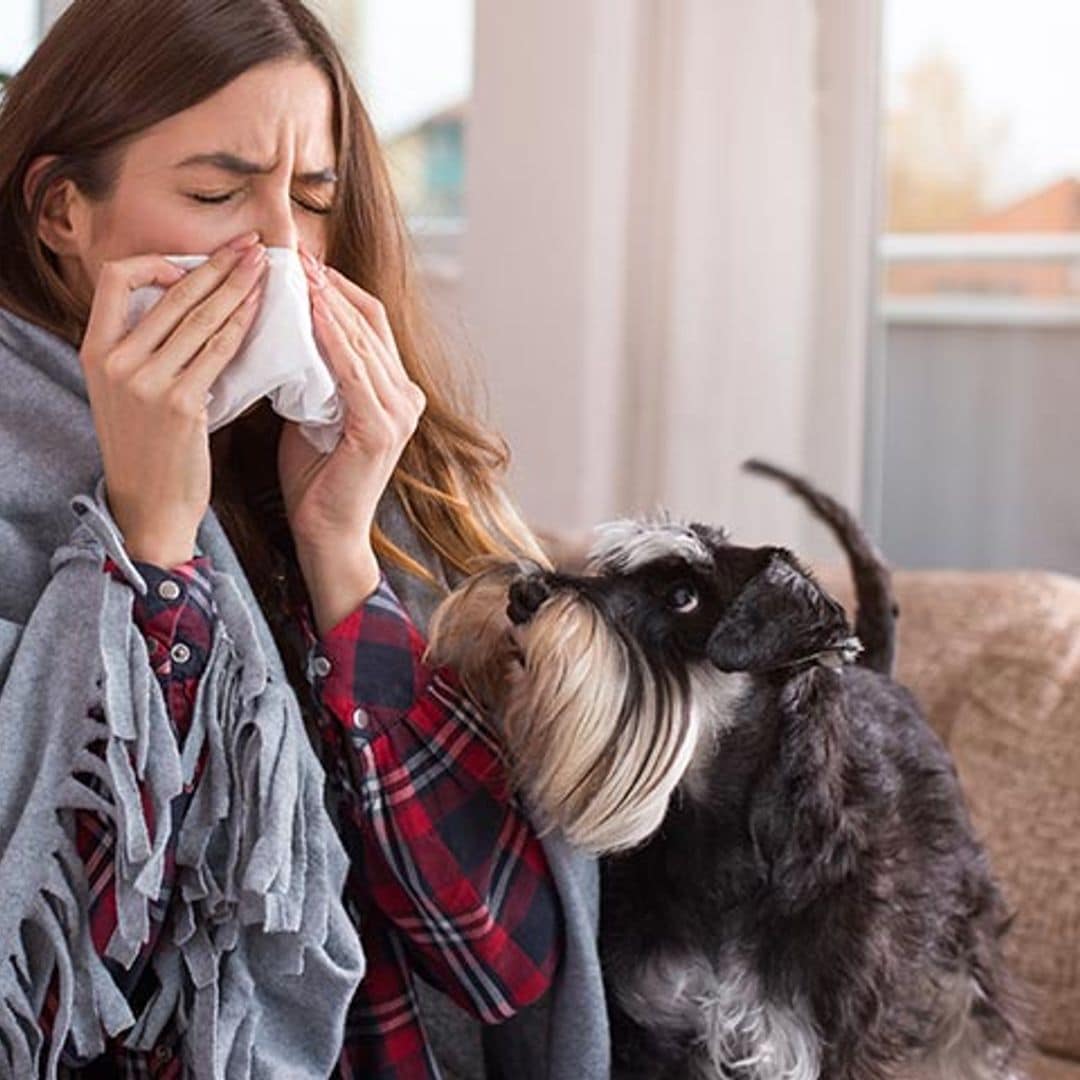 ¿Tienes alergia a los perros? Hay razas que sí puedes tener en casa