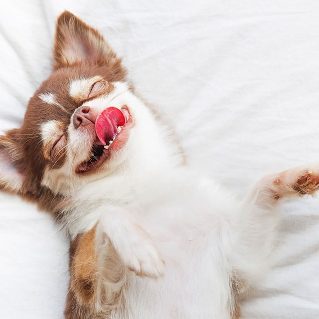 perro durmiendo