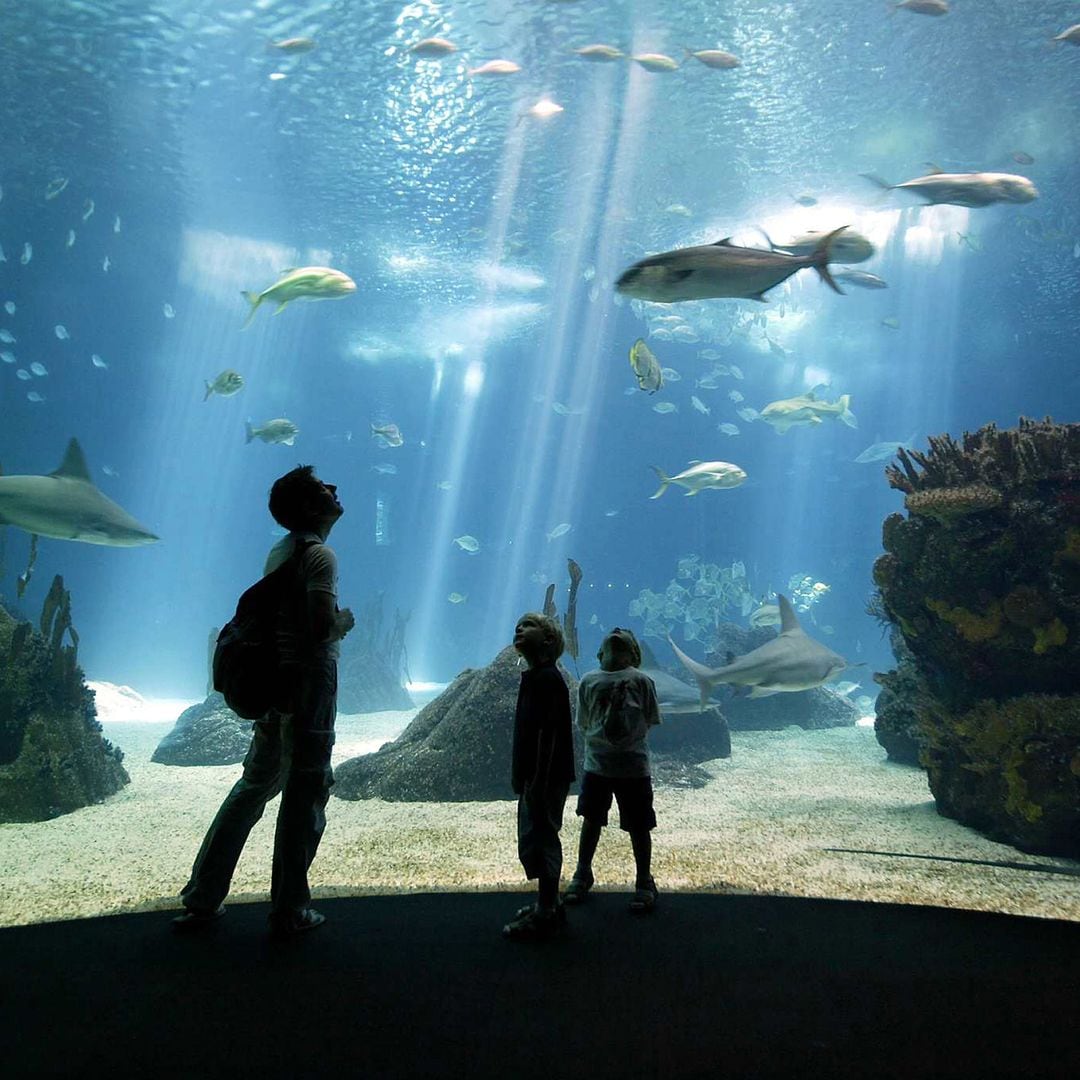 Oceanario de Lisboa, uno de los mejores acuarios del mundo